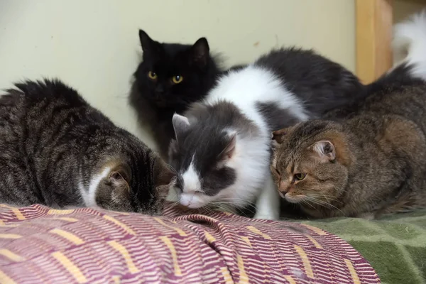 Gatos en un refugio de animales —  Fotos de Stock