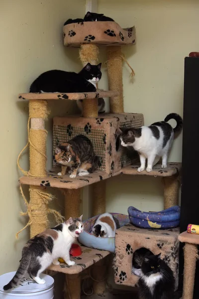 Gatos en un refugio de animales —  Fotos de Stock