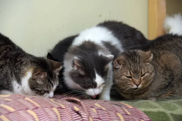 Gatos en un refugio de animales — Foto de Stock