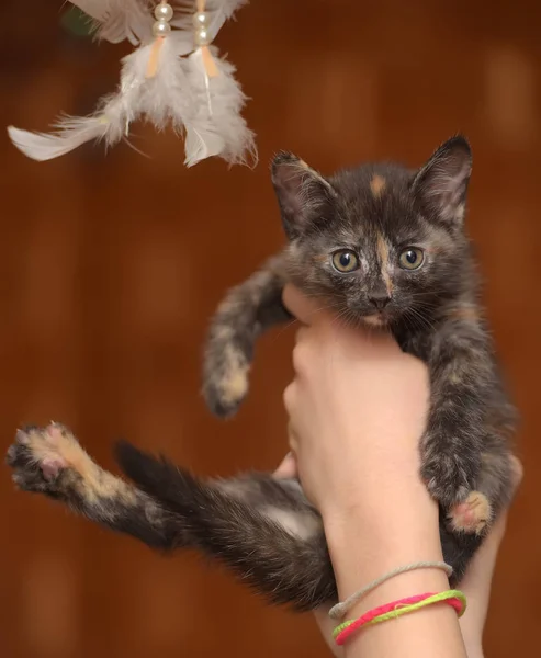 Tortoiseshell kattunge i händerna — Stockfoto