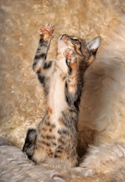 Tříbarevné kotě hraje úlovky na zadních nohou — Stock fotografie