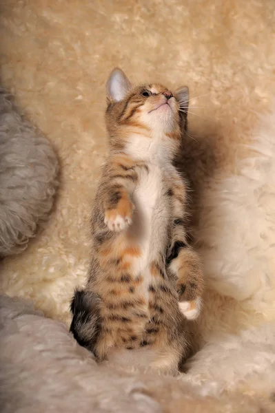 Driekleurig katje speelt vangt op zijn achterpoten — Stockfoto