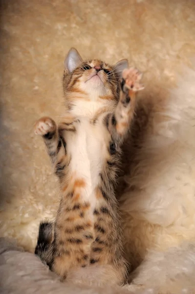 Tříbarevné kotě hraje úlovky na zadních nohou — Stock fotografie