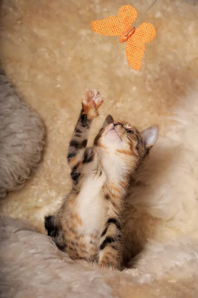 Üç renkli kedi yavrusu arka ayaklarıyla oynuyor. — Stok fotoğraf