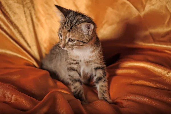 Beautiful curious tricolor kitten — Stockfoto