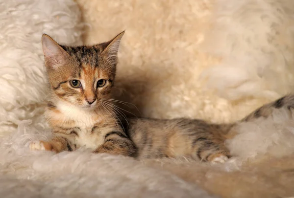 Gatinho tricolor curioso bonito — Fotografia de Stock