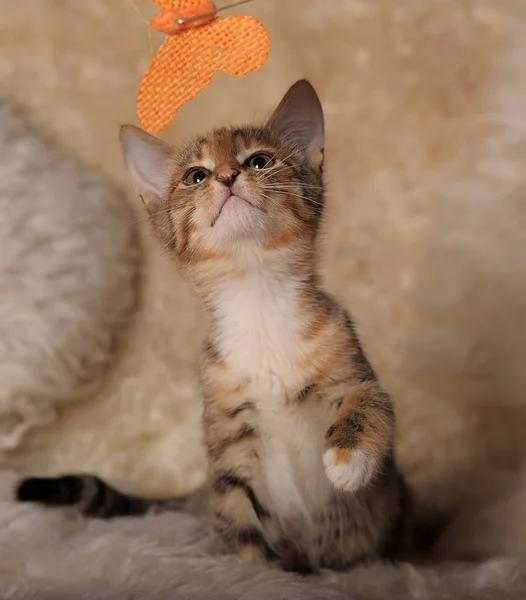 Όμορφη περίεργη τριχρωμία γατάκι — Φωτογραφία Αρχείου