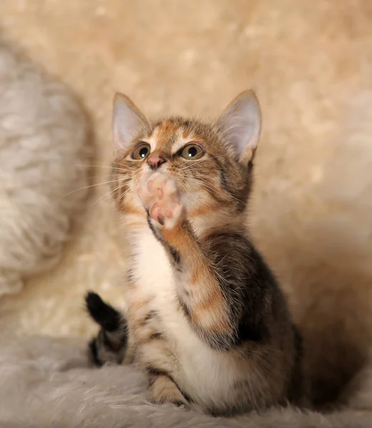 Mooie nieuwsgierige driekleurige kitten — Stockfoto