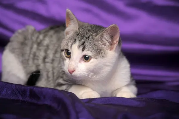 Branco com listras cinza gatinho — Fotografia de Stock