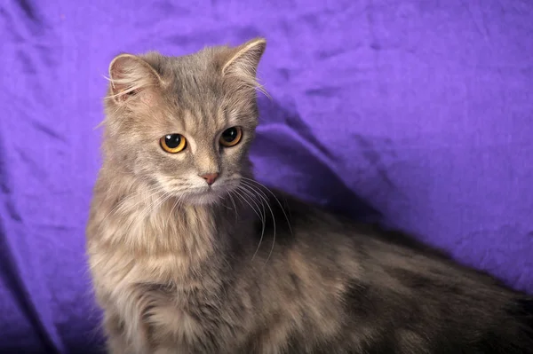 Beautiful fluffy gray  cat — Stock Photo, Image