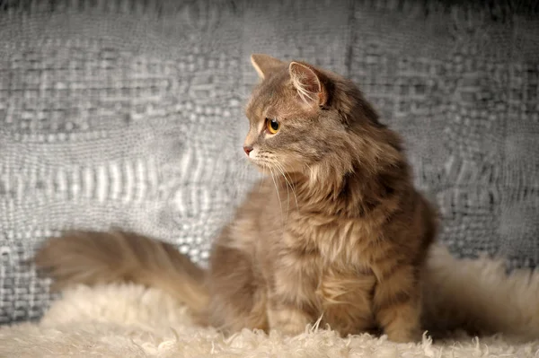 Schöne flauschige graue Katze — Stockfoto