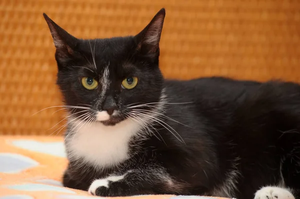 L gato shorthair preto e branco — Fotografia de Stock