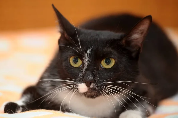 L gato shorthair preto e branco — Fotografia de Stock