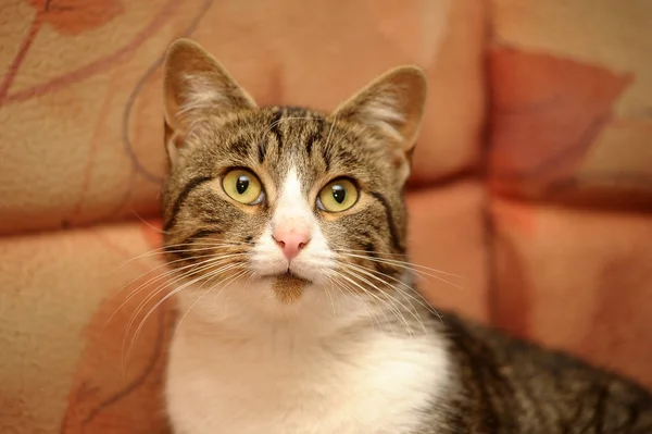 Hermoso marrón con blanco rayas gato doméstico — Foto de Stock