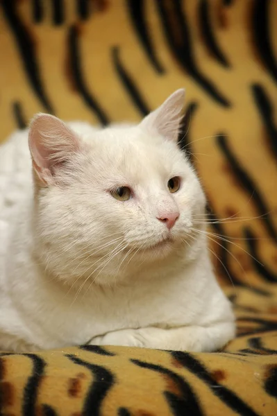 Triste viejo gato blanco — Foto de Stock