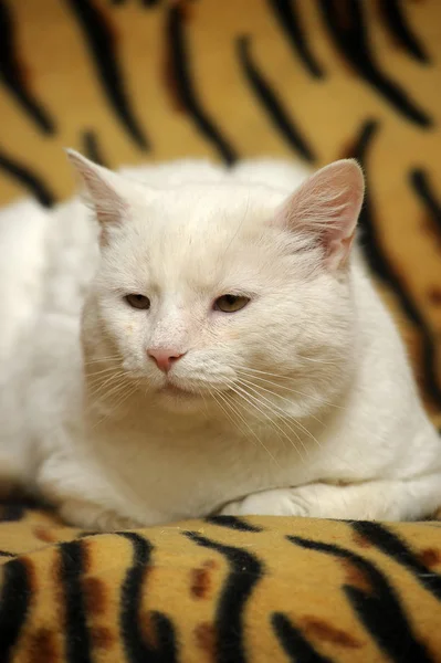 Sad old white cat — Stock Photo, Image