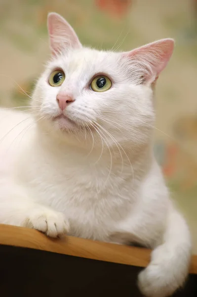 Vit katt med gula ögon — Stockfoto
