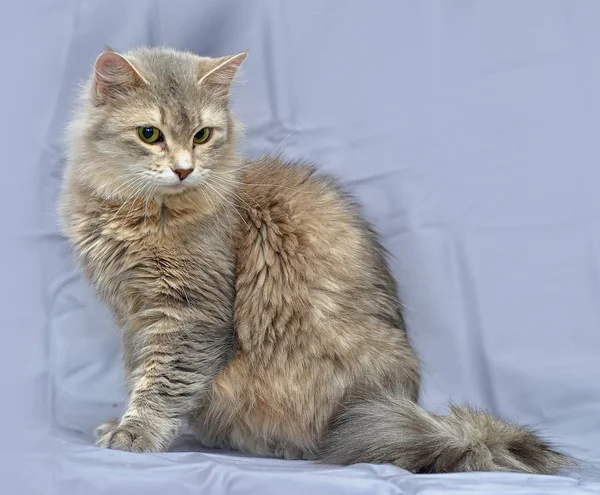 灰色と茶色の猫 — ストック写真