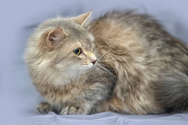 灰棕色的猫 — 图库照片