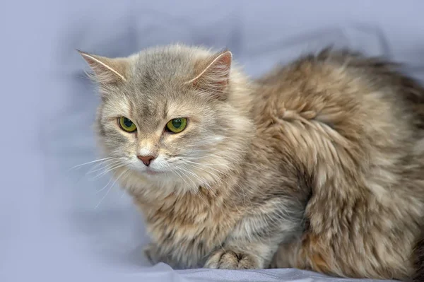 Gray and brown  cat — Stock Photo, Image