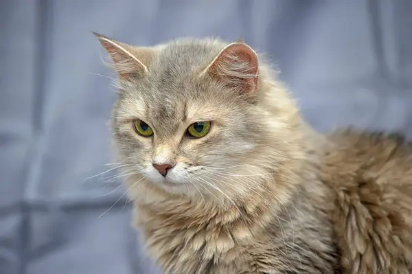 Gri ve kahverengi kedi — Stok fotoğraf