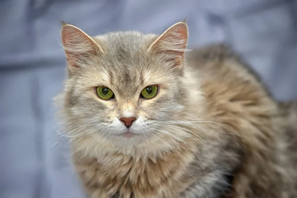 Gray and brown  cat — Stock Photo, Image