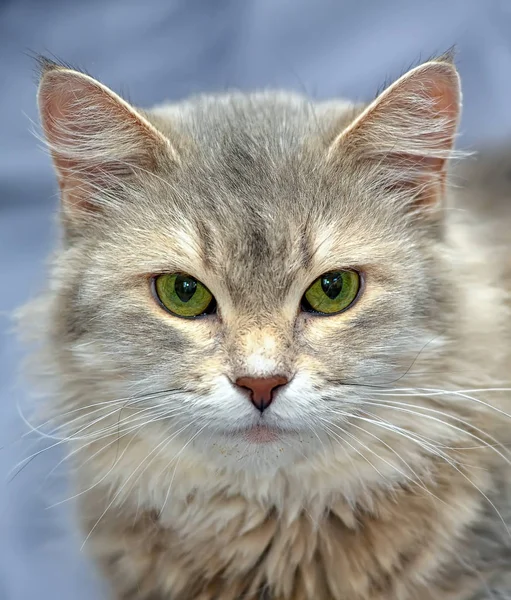 Серый и коричневый кот — стоковое фото