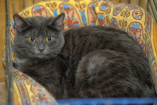 Сірий кіт з помаранчевими очима — стокове фото