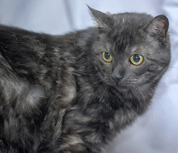 黄眼睛的深灰色猫 — 图库照片