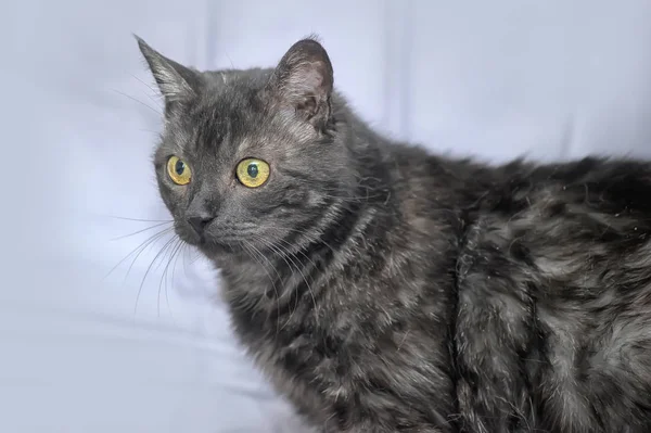 Темно-серый кот с желтыми глазами — стоковое фото