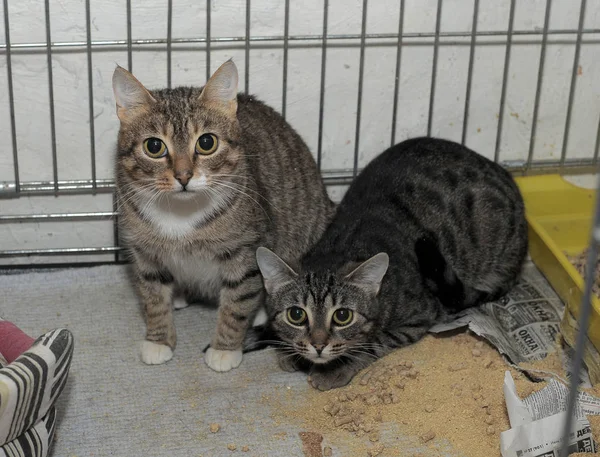 Dos gatos en una jaula en un refugio — Foto de Stock