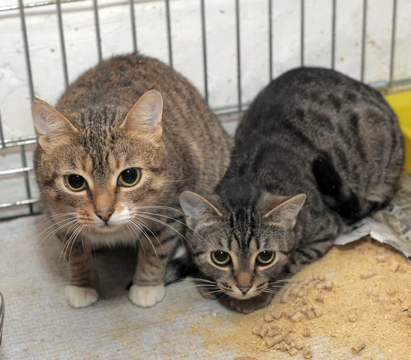 Dois gatos em uma jaula em um abrigo — Fotografia de Stock