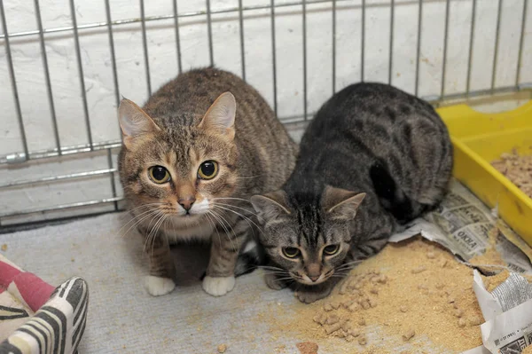 Dois gatos em uma jaula em um abrigo — Fotografia de Stock