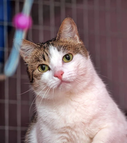 Cat in the shelter — Stock Photo, Image