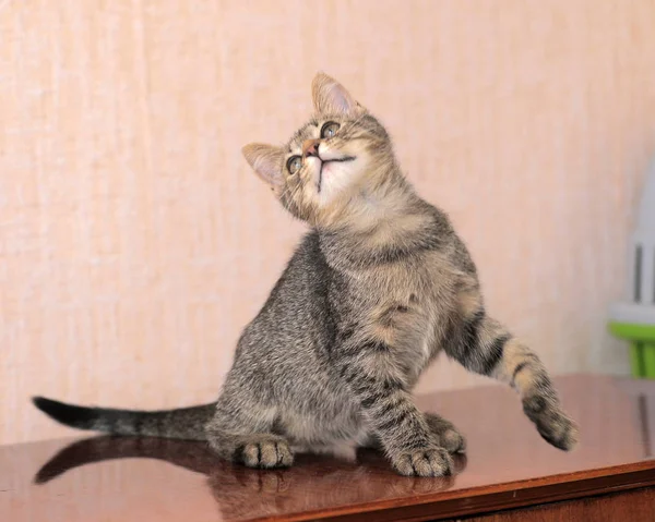 Смугаста Європейська короткошерста кішка — стокове фото