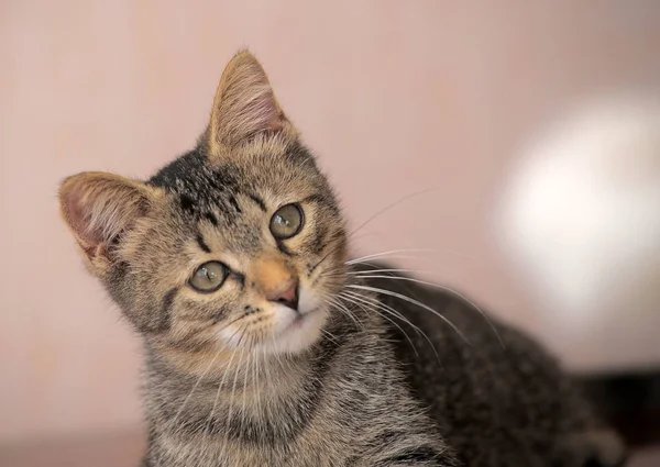 Çizgili avrupa shorthair kedi — Stok fotoğraf