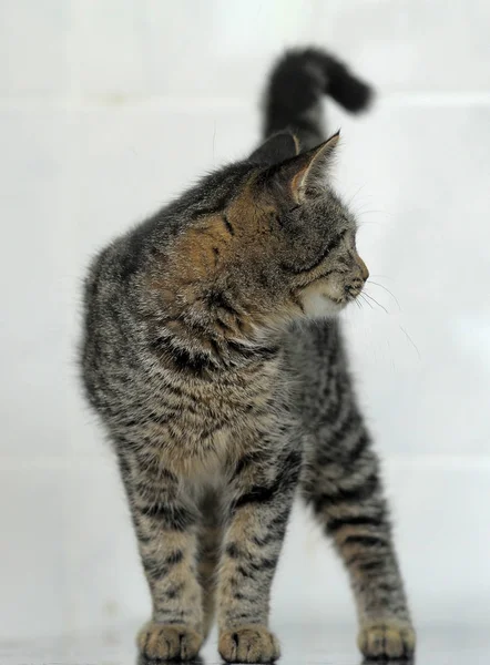 Listrado europeu gato shorthair — Fotografia de Stock