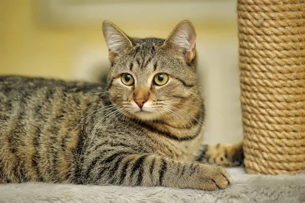 Çizgili avrupa shorthair kedi — Stok fotoğraf