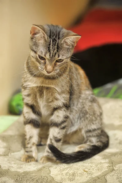 Striped european shorthair cat — Stock Photo, Image
