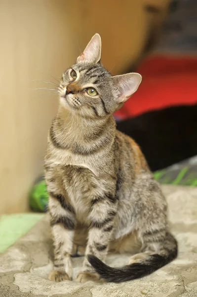 Çizgili avrupa shorthair kedi — Stok fotoğraf