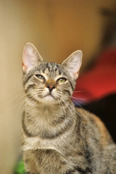 Gestreifte europäische Kurzhaarkatze — Stockfoto