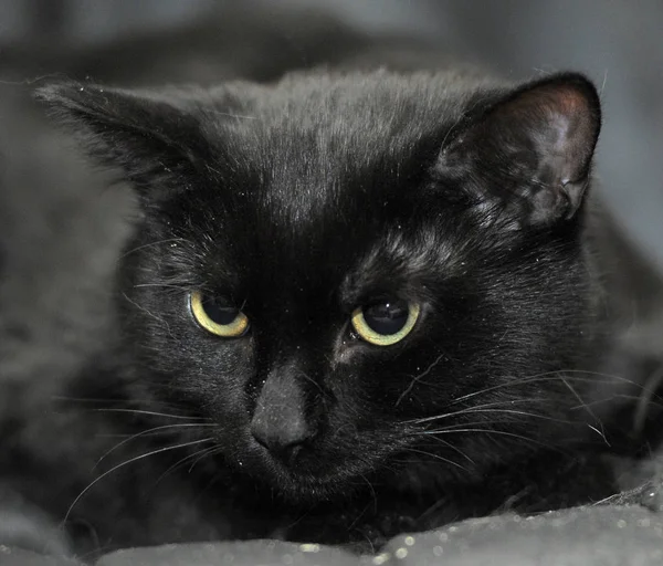 Gato preto com olhos amarelos — Fotografia de Stock