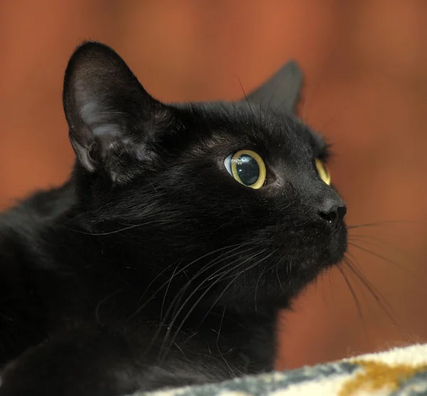 Černá kočka se žlutýma očima — Stock fotografie