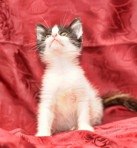 Gatito tricolor sobre un fondo rojo — Foto de Stock