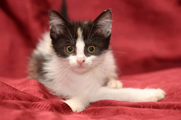 Kırmızı arkaplanda üç renkli kedi yavrusu — Stok fotoğraf