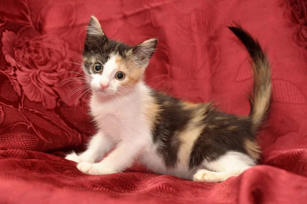 Tricolor kitten on a red background — Stock Photo, Image