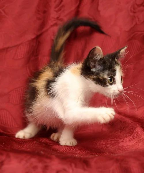 Tricolor kitten op een rode achtergrond — Stockfoto