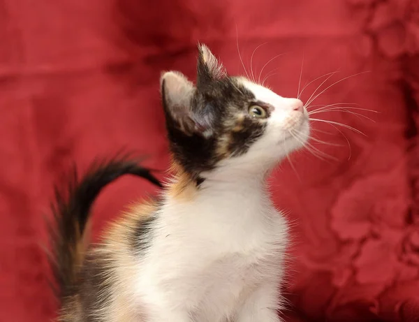 Трехцветный котенок на красном фоне — стоковое фото