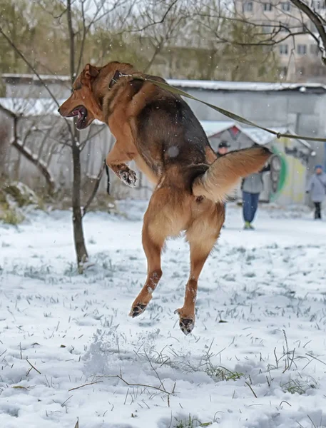 Коричневая собака в зимних прыжках — стоковое фото