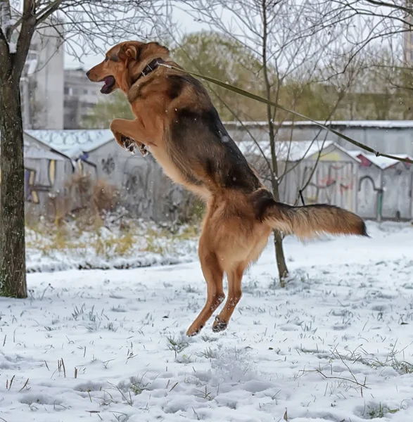 Cane marrone in inverno saltando — Foto Stock